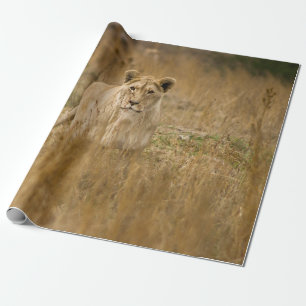 LIONEN IM GRASS GESCHENKPAPIER