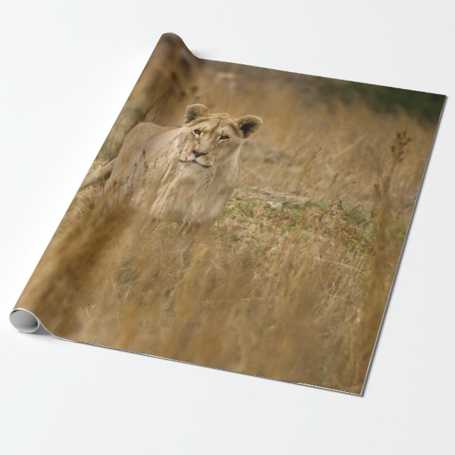 LIONEN IM GRASS GESCHENKPAPIER (Ungerollt)