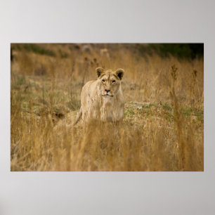 LIONEN IM GRASS POSTER