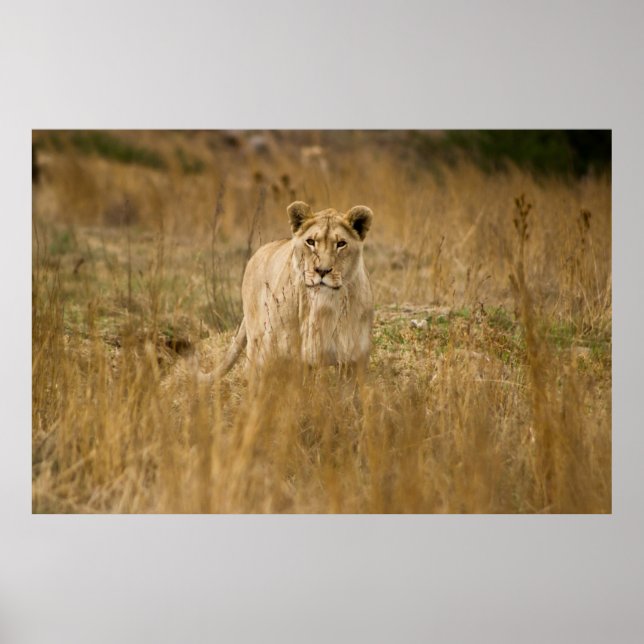 LIONEN IM GRASS POSTER (Vorne)