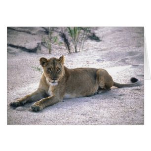 Lioness