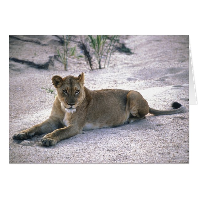 Lioness (Vorderseite (Horizontal))