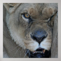 Lioness 007