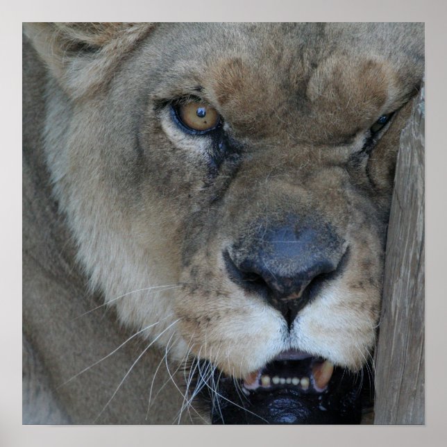 Lioness 007 poster (Vorne)