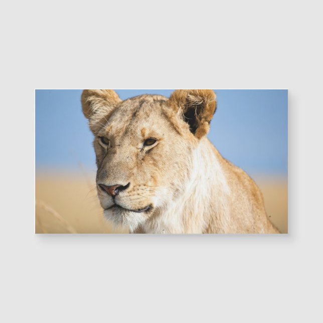 Lioness Against Blue Magnetkarte (Vorderseite)