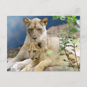 Lioness and Cube Postcard Postkarte