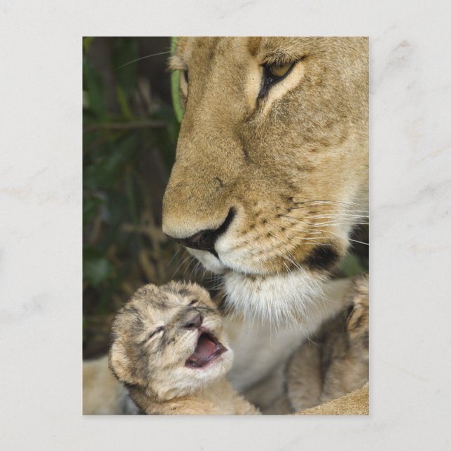 Lioness and Newborn Postkarte (Vorderseite)