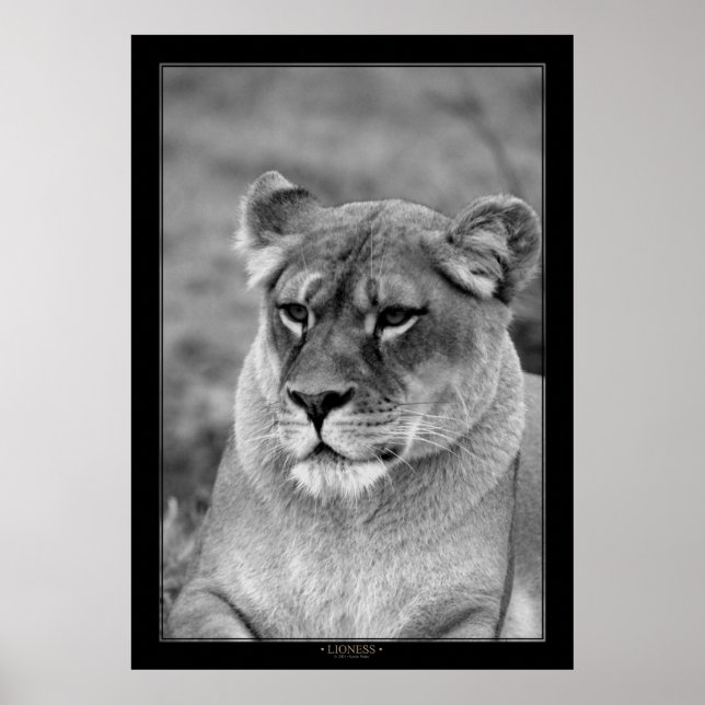 Lioness (BW-Version) Poster (Vorne)