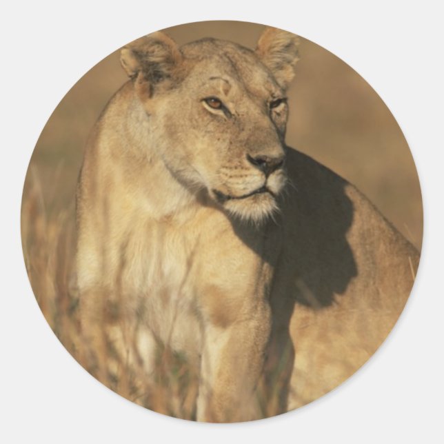 Lioness Camouflaged Runder Aufkleber (Vorderseite)