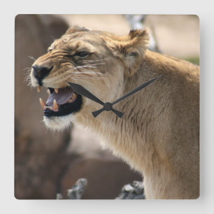 Lioness - Dschungelkönigin Quadratische Wanduhr