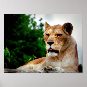 Lioness Fotografie Poster