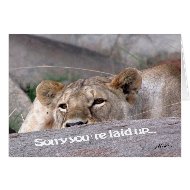 Lioness 'gelegt' (Vorderseite (Horizontal))