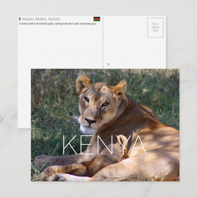 Lioness in Masai Mara, Kenya Travel Postcard Postkarte (Vorne/Hinten)