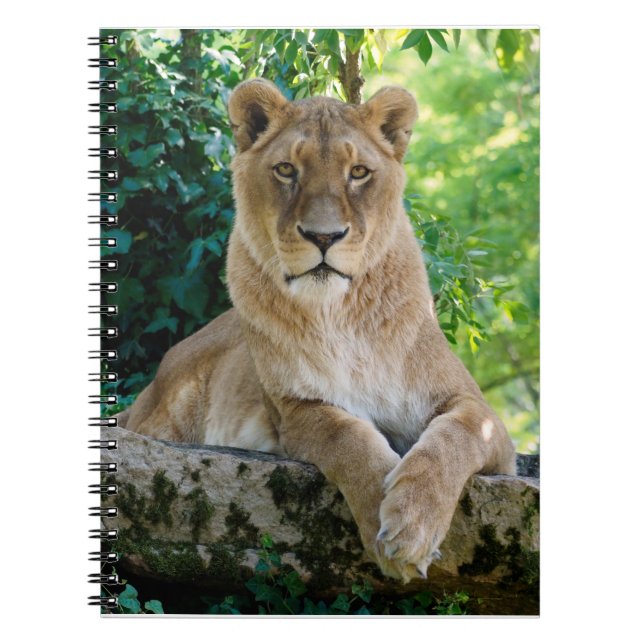 Lioness liegt auf dem Felsen Notizblock (Vorderseite)