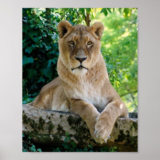 Lioness liegt auf dem Felsen Poster (Vorne)