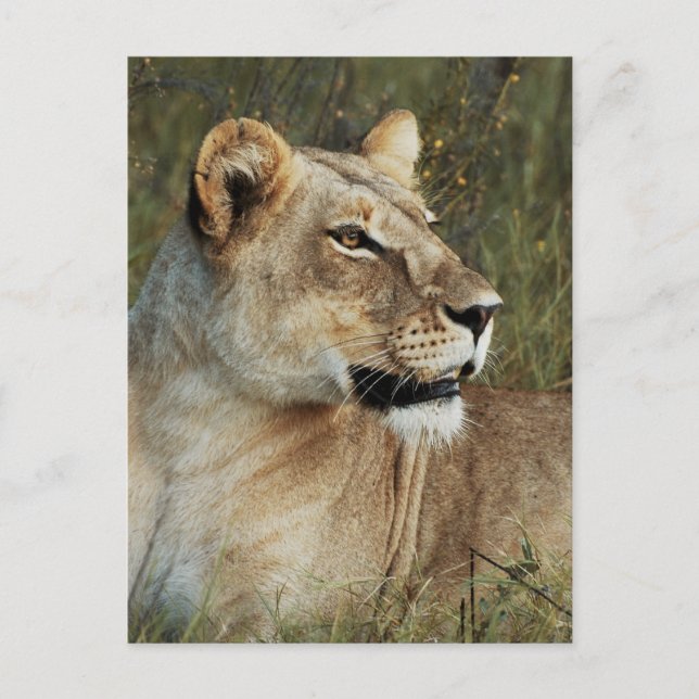 Lioness Panthera Leo Foto Postkarte (Vorderseite)