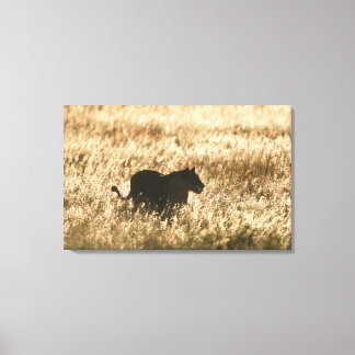 Lioness (Panthera leo), in langen Gras silhoutiert Leinwanddruck