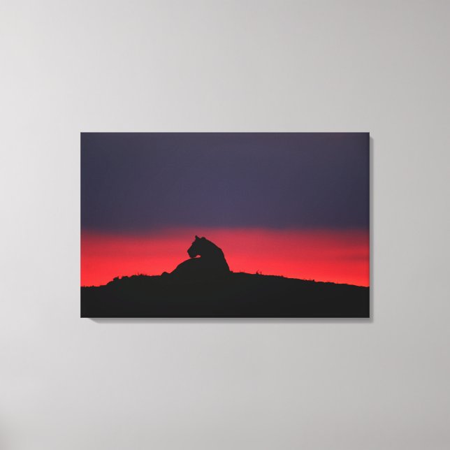 Lioness (Panthera leo) sitzend, bei Sonnenuntergan Leinwanddruck (Vorderseite)