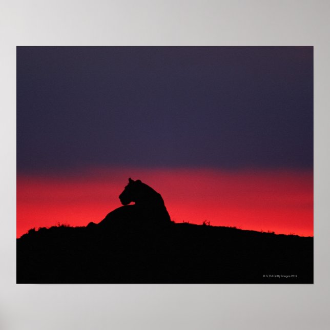 Lioness (Panthera leo) sitzend, bei Sonnenuntergan Poster (Vorne)