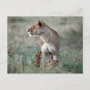 Lioness (Panthera leo) und Cubs, Masai Mara Postkarte
