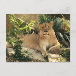 Lioness Postcard Postkarte