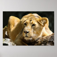 Lioness