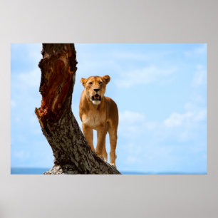 Lioness Poster
