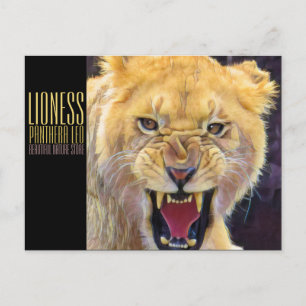 Lioness [Postkarte] Postkarte