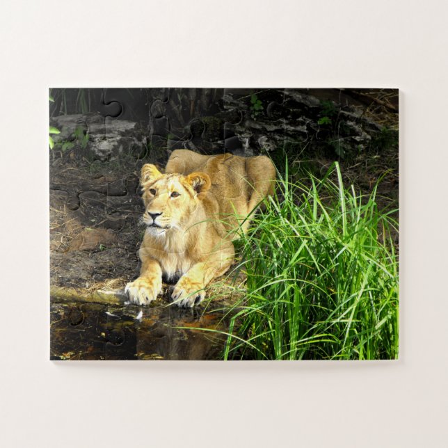 Lioness Puzzle (Horizontal)