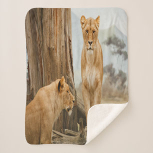 Lioness-Regeln Sherpadecke
