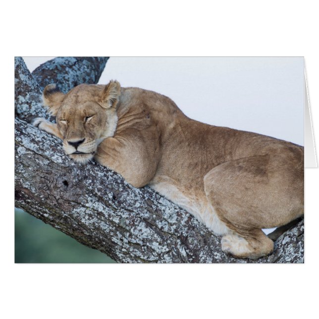 Lioness Schlafen in Bäumen (Vorderseite (Horizontal))