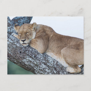 Lioness Schlafen in Bäumen Postkarte