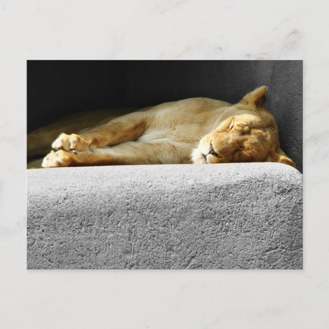 Lioness Schlafen Postkarte (Vorderseite)