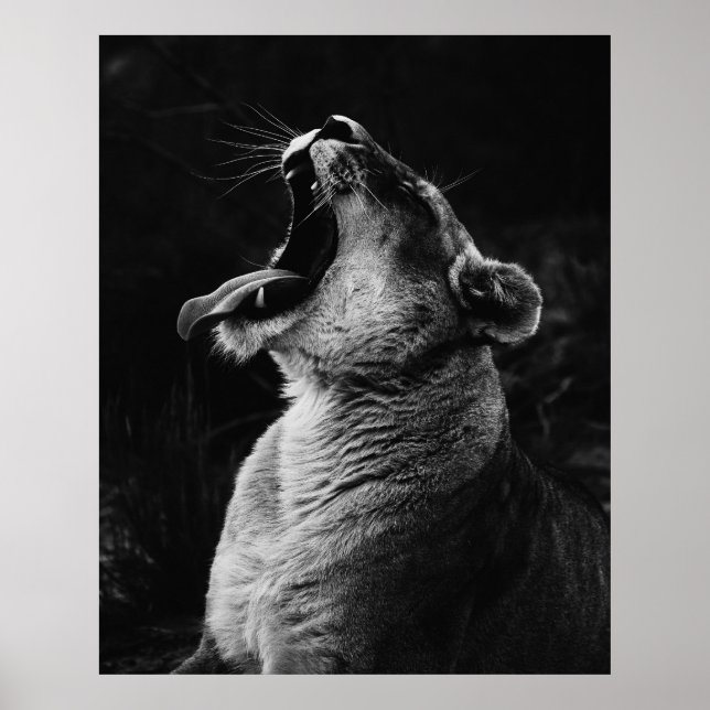 Lioness - Schwarz-Weiß-Foto Poster (Vorne)