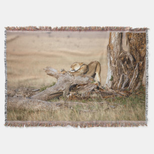 Lioness stretching decke