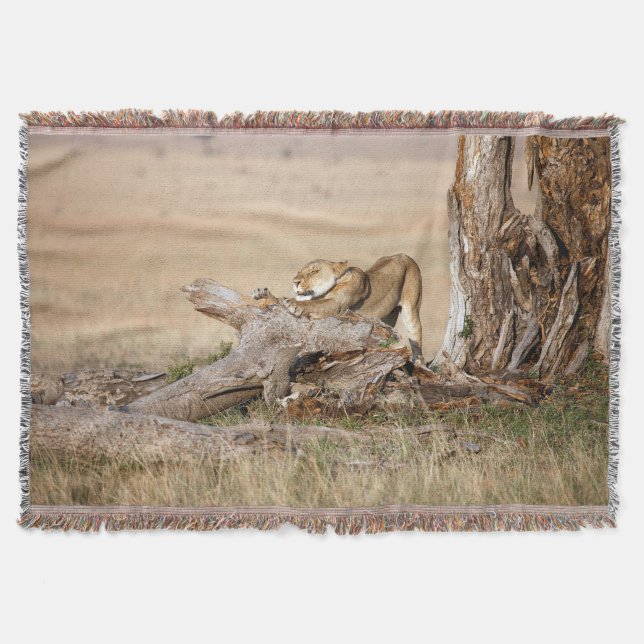 Lioness stretching decke (Vorderseite)