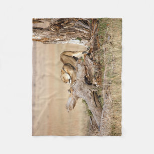 Lioness stretching fleecedecke