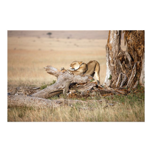 Lioness stretching fotodruck (Vorne)