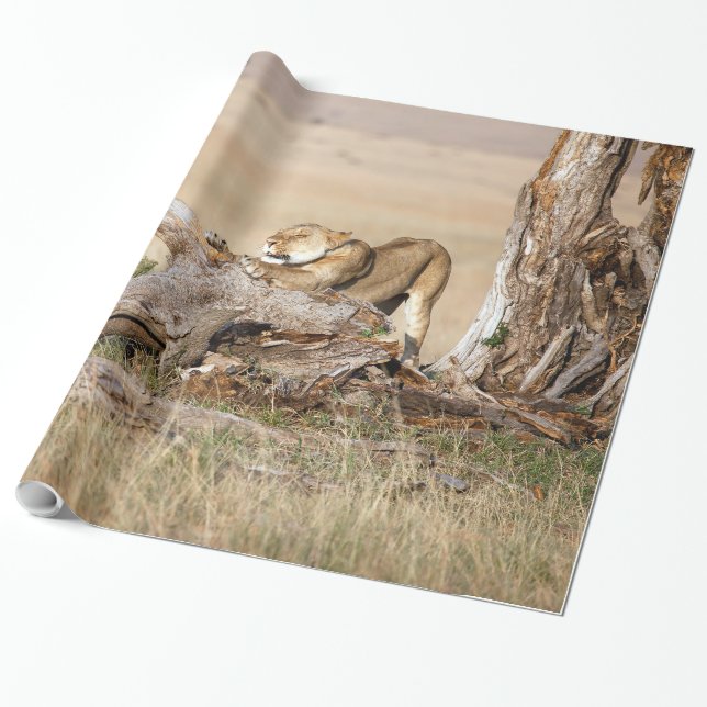 Lioness stretching geschenkpapier (Ungerollt)