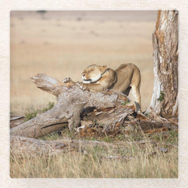 Lioness-Stretching Glasuntersetzer (Vorderseite)