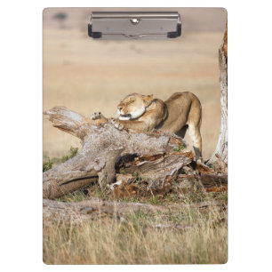 Lioness stretching klemmbrett