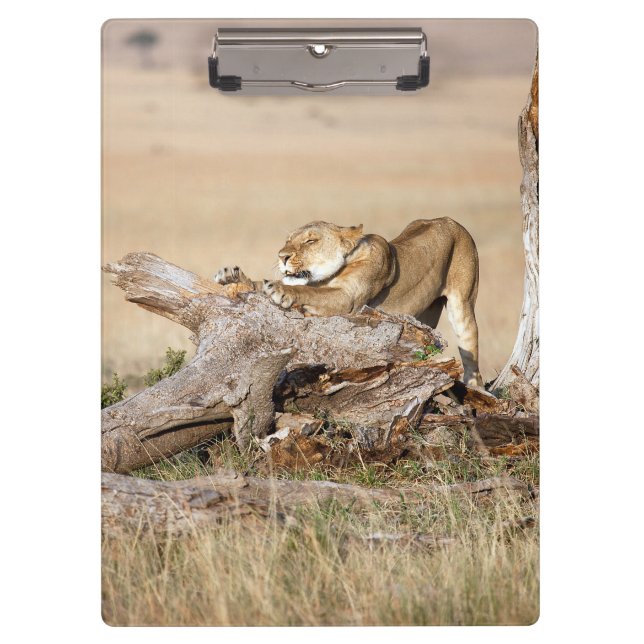 Lioness stretching klemmbrett (Vorderseite)