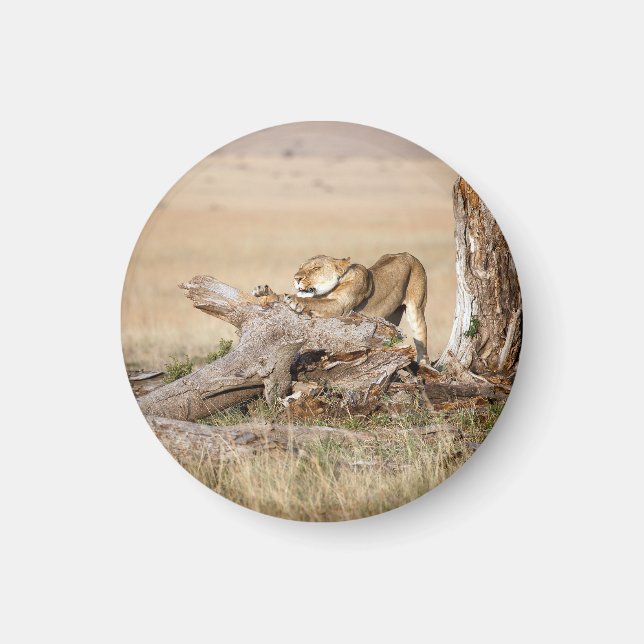 Lioness stretching magnet (Vorne)