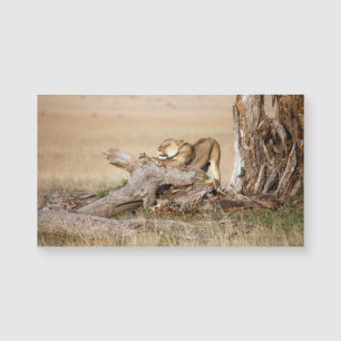 Lioness stretching magnetkarte