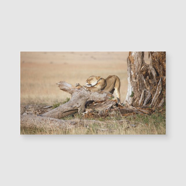 Lioness stretching magnetkarte (Vorderseite)