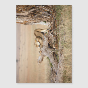 Lioness stretching magnetkarte