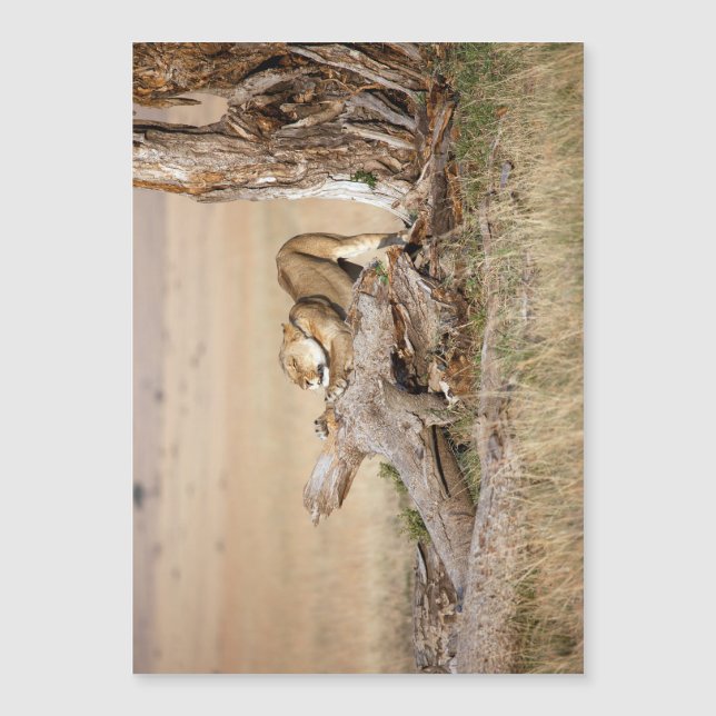 Lioness stretching magnetkarte (Vorderseite)