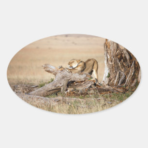 Lioness stretching ovaler aufkleber