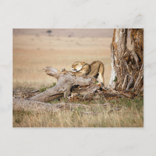 Lioness stretching postkarte