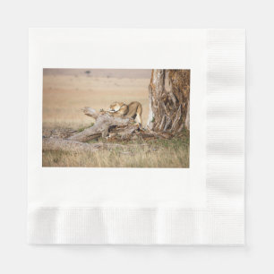 Lioness stretching serviette